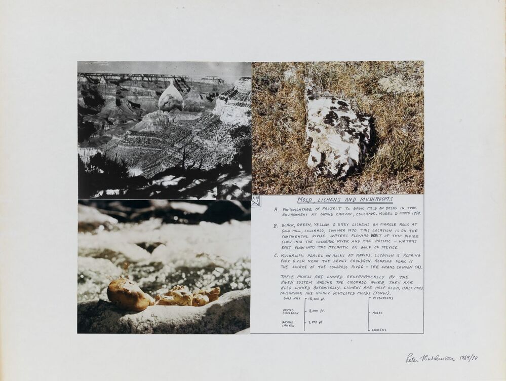 Mold, lichens and mushrooms