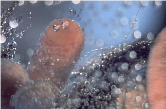 Banc del Sentinelle (serie: Bubbling)