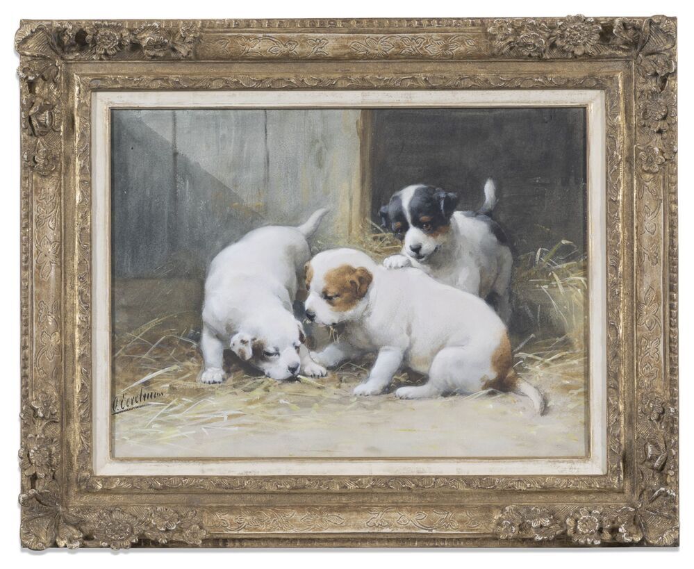 Spelende St. Bernardpups