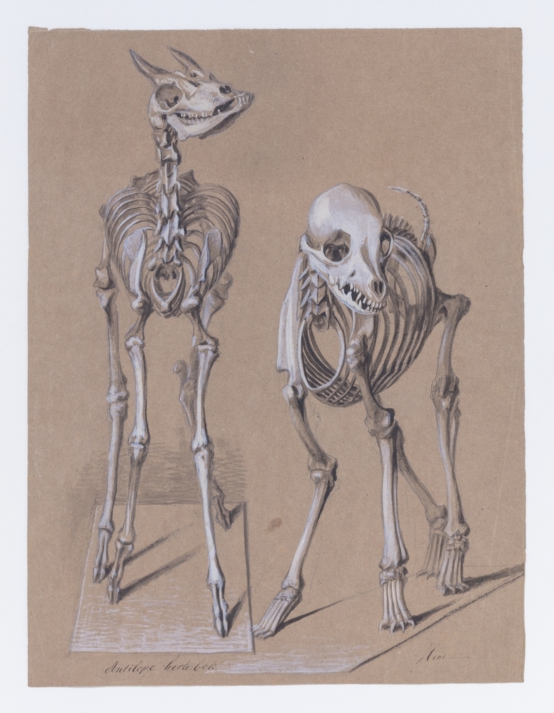 Studie van dierlijke skeletten