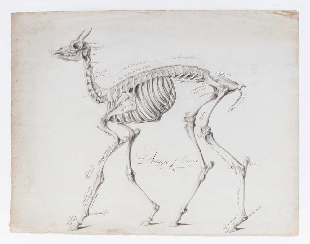 Skelet van een antiloop