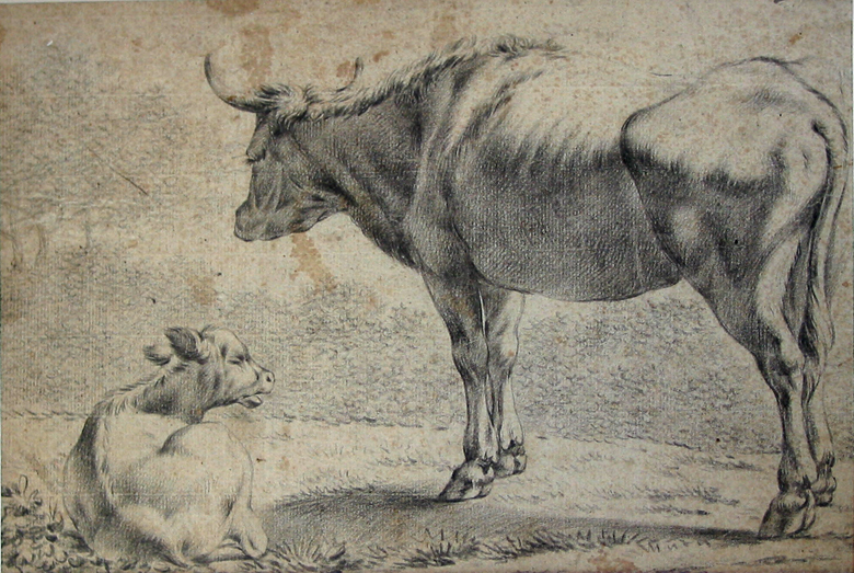 Staande koe en liggend kalfje